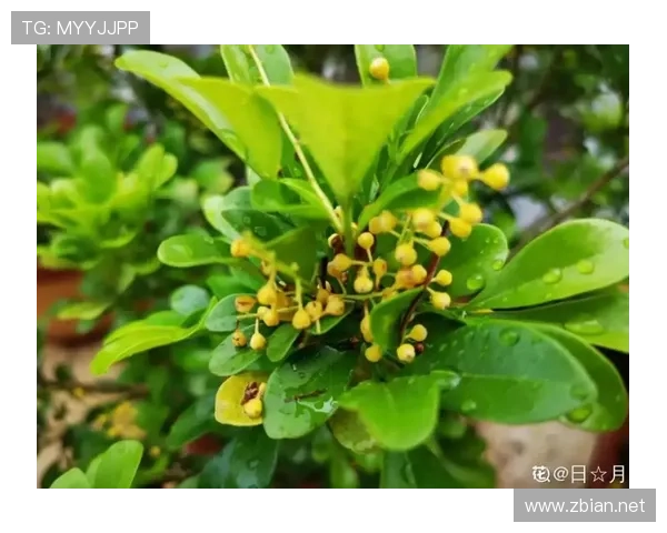 有时候真怀疑古力是魔术师，棋局上铁人，生活里连盆栽都照顾不好！